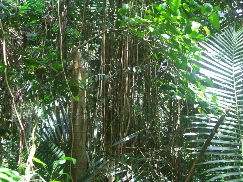 Why Aussie Players Can't Get Enough of the Jungle: The Rise of Exotic-Themed Casino Games